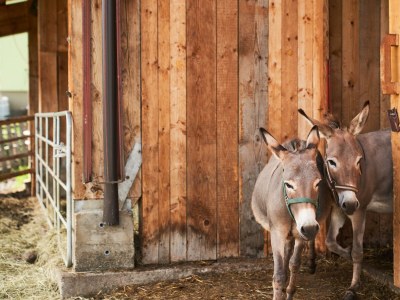 Apartment Appartement Erde/Fewo, Dusche, WC, 2 Schlafräume - Outdoor photo 7