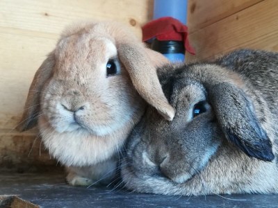 Apartment Appartement Erde/Fewo, Dusche, WC, 2 Schlafräume - Outdoor photo 11