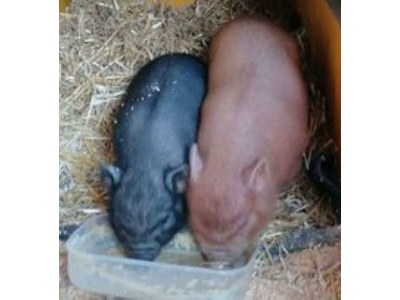 Apartment Appartement Erde/Fewo, Dusche, WC, 2 Schlafräume - Outdoor photo 12