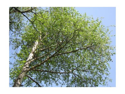 Apartment Apartment Katschberg/Wohnung 4 - Features photo 54