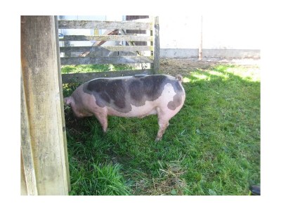 Apartment Apartment mit Südblick - Features photo 39