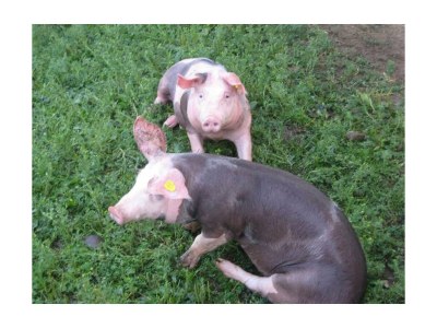 Apartment Apartment mit Südblick - Features photo 40