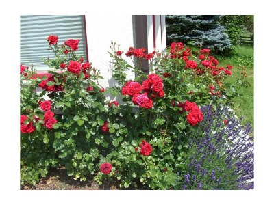 Apartment Fewo Schlossblick - Outdoor photo 27