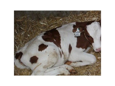 Apartment Apartment TOP 1 mit 2 Schlafzimmern - Outdoor photo 13