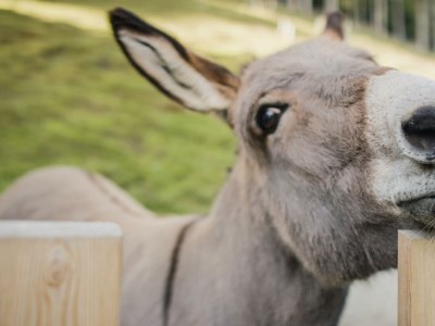 Holiday room Suite zur GÜTE Frühstück - Outdoor photo 24