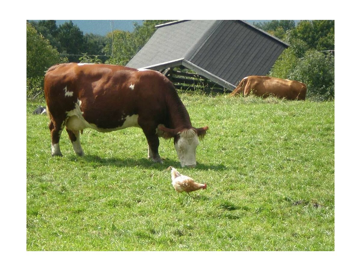Apartment Appartement Kitzsteinhorn - Outdoor photo 3
