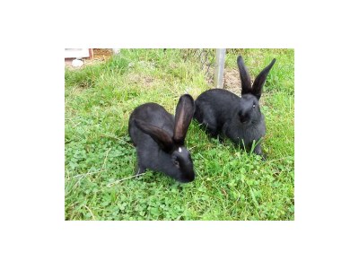 Apartment Appartement Kitzsteinhorn - Outdoor photo 9