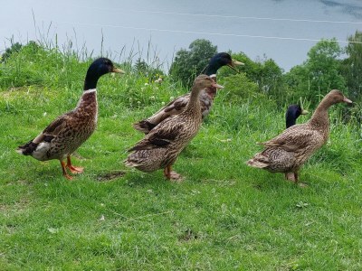 Apartment Appartement Kitzsteinhorn - Outdoor photo 30