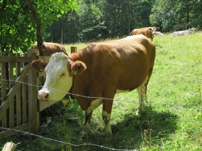 Holiday apartment Schossbach im Haus Waldwinkel - Features photo 15