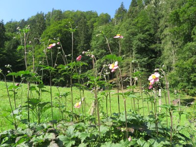 Holiday apartment Schossbach im Haus Waldwinkel - Features photo 16