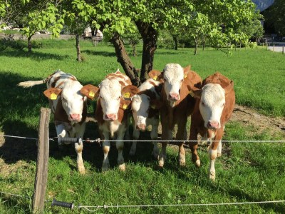 Holiday apartment Schossbach im Haus Waldwinkel - Features photo 27