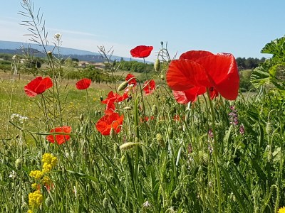 Holiday house Mazet des Moineaux - Environment photo 25