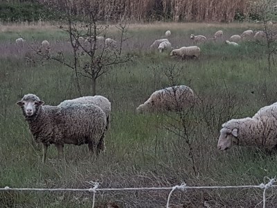 Holiday house Mazet des Moineaux - Environment photo 26