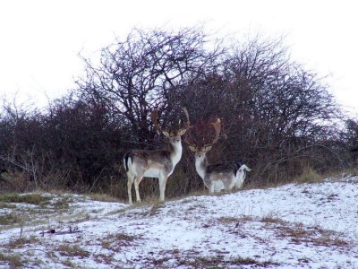 Holiday apartment Luxury Holiday Apartment in Oostkapelle (NEW) - Environment photo 17