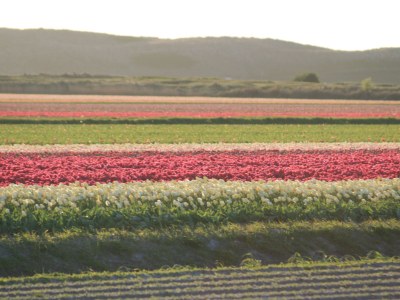 Bungalow Préviniareweg 20-22-24 - Environment photo 18