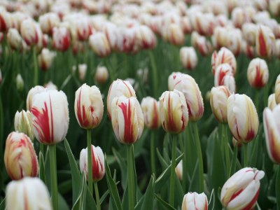 Bungalow Préviniareweg 20-22-24 - Environment photo 21