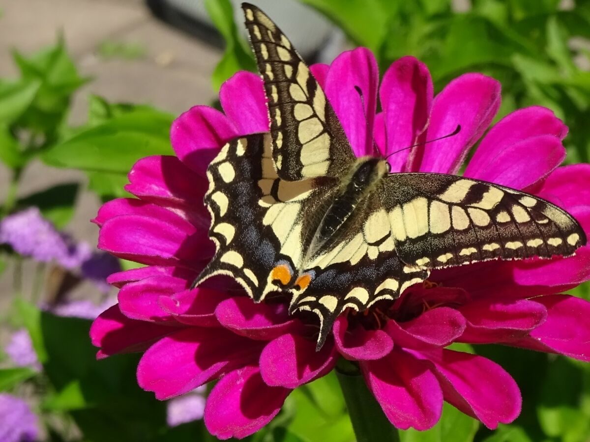 Holiday apartment Holzner-Hof "Hochplatte" - Outdoor photo 5