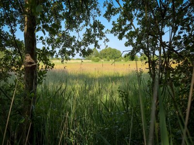 Holiday house Waldhaus in Friesland mit Sauna - Environment photo 27