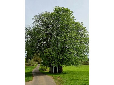 Apartment 4-Bett-Ferienwohnung Vulkaneifelchalet - Outdoor photo 50