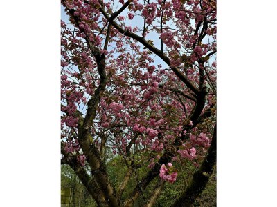 Apartment 4-Bett-Ferienwohnung Vulkaneifelchalet - Outdoor photo 56