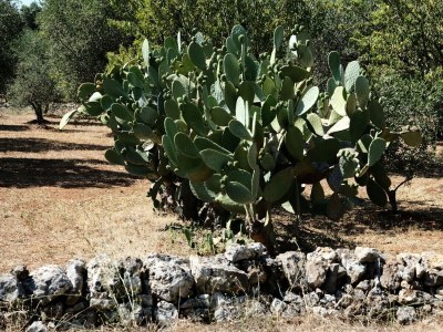 Holiday house Dimora Il Calaprico by Wonderful Italy - Environment photo 25