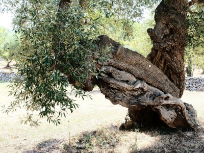 Holiday house Dimora Il Calaprico by Wonderful Italy - Environment photo 26