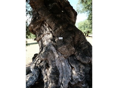 Holiday house Dimora Il Calaprico by Wonderful Italy - Environment photo 27