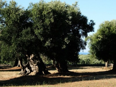Holiday house Dimora Il Calaprico by Wonderful Italy - Environment photo 29