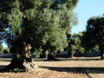 Holiday house Dimora Il Calaprico by Wonderful Italy - Environment photo 30