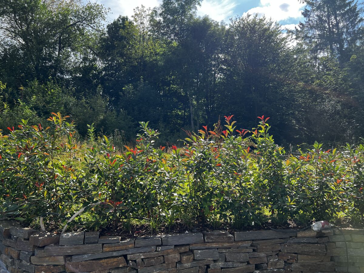 Holiday apartment "Weltwald-Harz II” holiday apartment/home - Outdoor photo 3