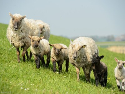 Holiday house Annika - Environment photo 30