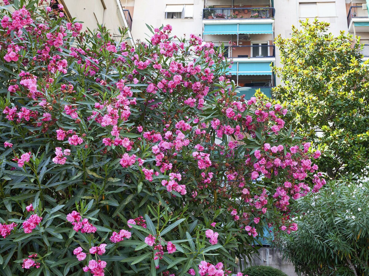 Apartment Golden skyview from San Martino - Outdoor photo 5