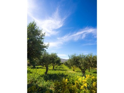 Apartment L'Ulivo Blu - Two-bed with seaview balcony  - Loc - Outdoor photo 5