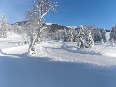 Holiday apartment On the organic farm Stallfeld - Environment photo 19