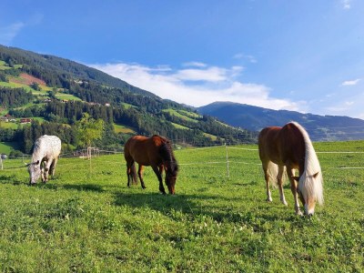 Holiday house Chalet in Zillertal near Ski Slopes - Environment photo 39