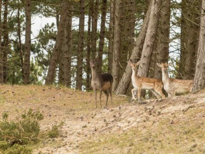 Holiday house Oostkapelle - ZE324 - Environment photo 25