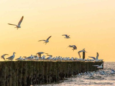 Holiday house Oostkapelle - ZE324 - Environment photo 26