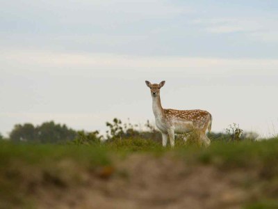 Holiday house Oostkapelle - ZE324 - Environment photo 28