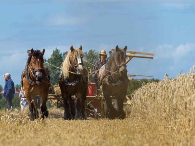 Holiday house Oostkapelle - ZE324 - Environment photo 32