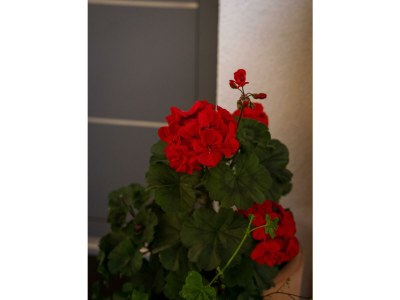 Apartment die GIPFELRESIDENZ - Outdoor photo 23