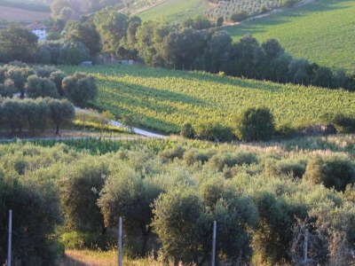 Holiday house Farmhouse Tent in Marche near Adriatic Sea - Environment photo 30