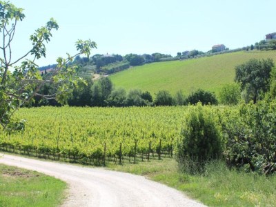 Holiday house Farmhouse Tent in Marche near Adriatic Sea - Environment photo 35