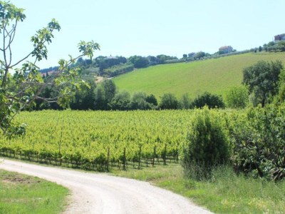 Holiday house Farmhouse Tent in Marche near Adriatic Sea - Environment photo 41