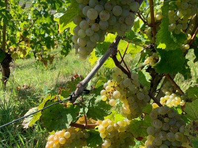 Holiday apartment RheinblickNOW - Environment photo 39