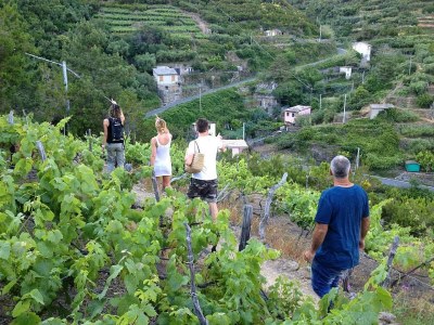 Holiday apartment Il Cortile del Contadino Volastra/Manarola Cinque Terre - Environment photo 21
