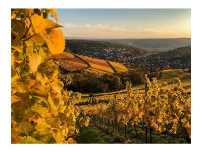 Apartment Ferienwohnung Moselherz - Outdoor photo 9