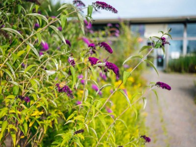 Holiday house Ferienhaus in Havelte mit Pool für 40 Von Belvilla - Outdoor photo 39