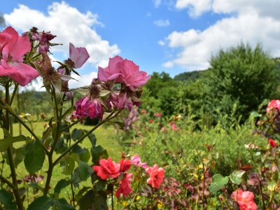 Holiday house Villa in Crux-la-Ville nahe Morvan Park - Outdoor photo 39