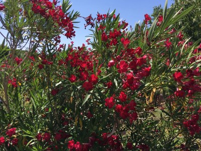 Holiday house Villa Ana - Outdoor photo 7