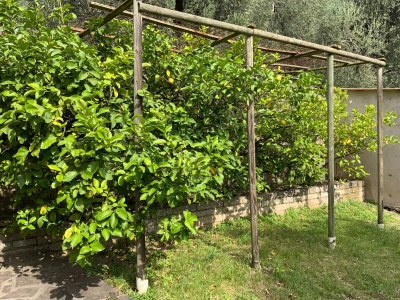 Holiday house Villa dei Limoni - Outdoor photo 4